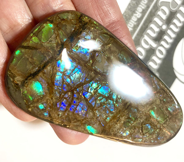 63 x 40 mm Coated Free Form Dragin skin - FFC83   - アンモライト　ルース　フリーフォーム