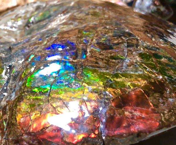 AF-32 Ammonite Fossil - Placenticeras Meeki　Ammolite　Free Shipping! アンモナイト 　プラセンティセラス　ミーキ　アンモライト　両面ダブル