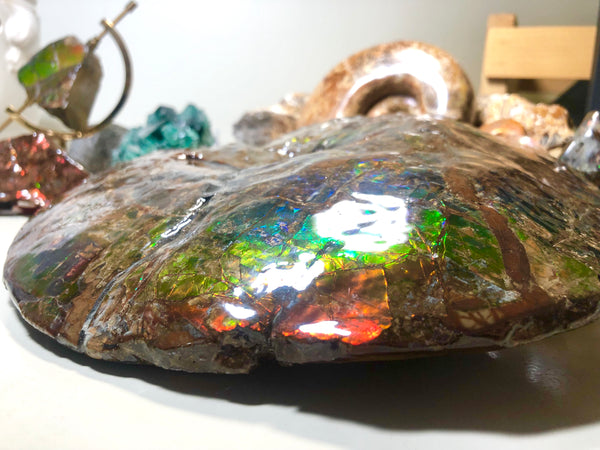 AF-32 Ammonite Fossil - Placenticeras Meeki　Ammolite　Free Shipping! アンモナイト 　プラセンティセラス　ミーキ　アンモライト　両面ダブル