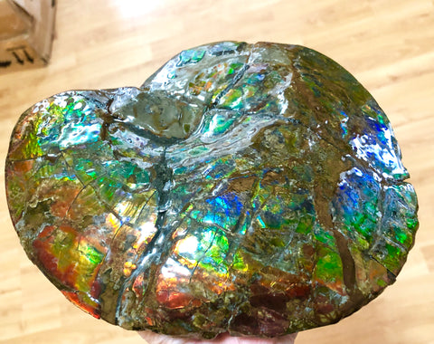 AF-32 Ammonite Fossil - Placenticeras Meeki　Ammolite　Free Shipping! アンモナイト 　プラセンティセラス　ミーキ　アンモライト　両面ダブル