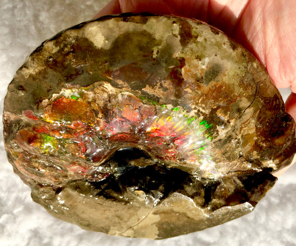 AF-35 アンモライト Intercalare 125x105x46mm 486g Canadian Ammolite   Ammonite Fossil Placenticeras Intercalare インターカラレ