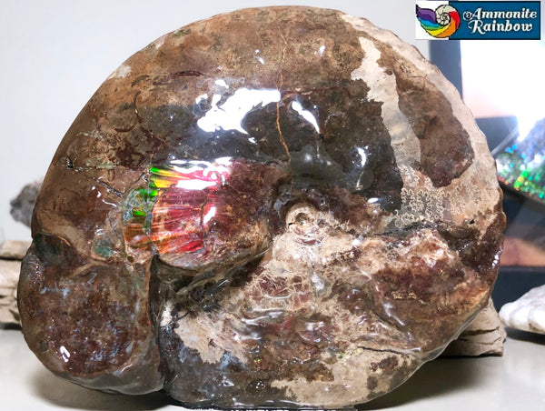 AF-35 アンモライト Intercalare 125x105x46mm 486g Canadian Ammolite   Ammonite Fossil Placenticeras Intercalare インターカラレ