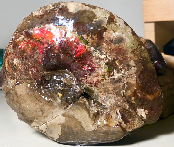 AF-35 アンモライト Intercalare 125x105x46mm 486g Canadian Ammolite   Ammonite Fossil Placenticeras Intercalare インターカラレ