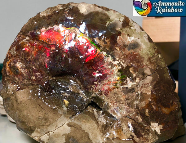 AF-35 アンモライト Intercalare 125x105x46mm 486g Canadian Ammolite   Ammonite Fossil Placenticeras Intercalare インターカラレ
