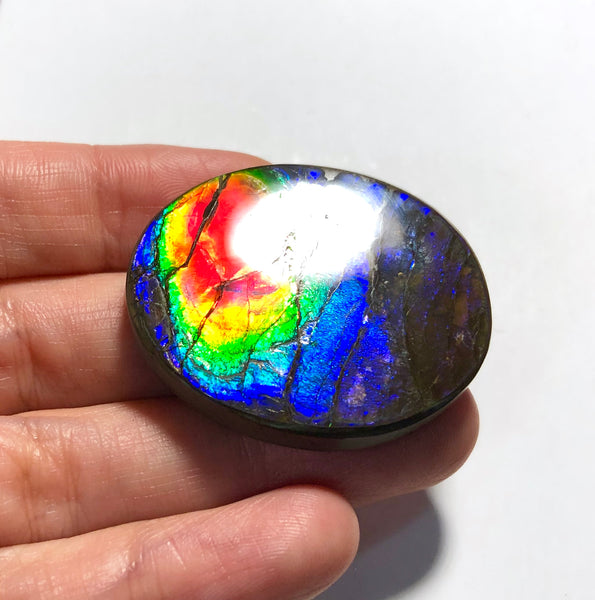Rainbow colors / crimson red 39x32 mm  Top Grade Natural  Free Form . FFNT 140 Ammolite  レインボーカラー深紅！ナチュラル　ルース　アンモライト ケース付！