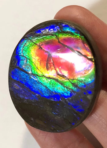 Rainbow colors / crimson red 39x32 mm  Top Grade Natural  Free Form . FFNT 140 Ammolite  レインボーカラー深紅！ナチュラル　ルース　アンモライト ケース付！