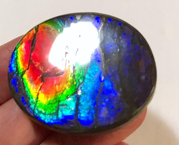 Rainbow colors / crimson red 39x32 mm  Top Grade Natural  Free Form . FFNT 140 Ammolite  レインボーカラー深紅！ナチュラル　ルース　アンモライト ケース付！