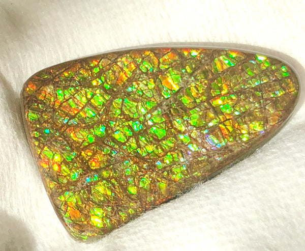 51x 33  mm Coated Free Form Dragonskin - FFC95   - アンモライト　ルース　