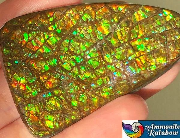 51x 33  mm Coated Free Form Dragonskin - FFC95   - アンモライト　ルース　