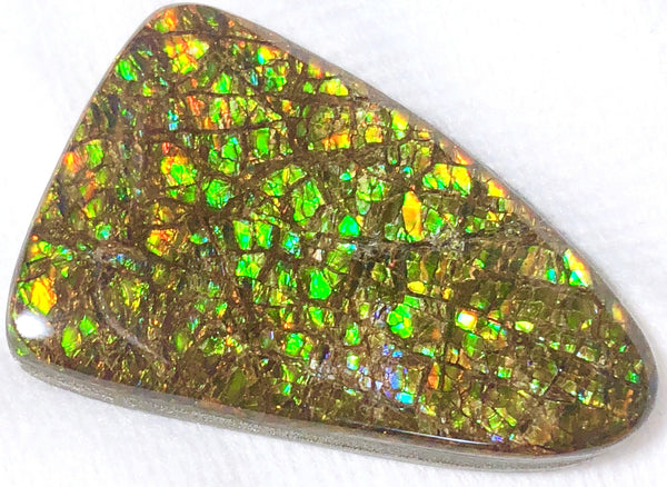 51x 33  mm Coated Free Form Dragonskin - FFC95   - アンモライト　ルース　