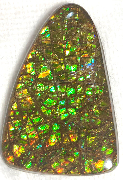 51x 33  mm Coated Free Form Dragonskin - FFC95   - アンモライト　ルース　