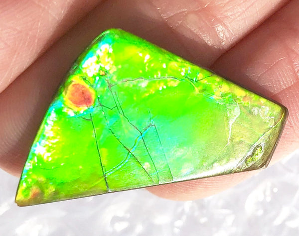 31 x 17  mm  - IMP-60 Natural Ammolite Double-Sided Imperial!　両面　レインボー！レアルース　アンモライト