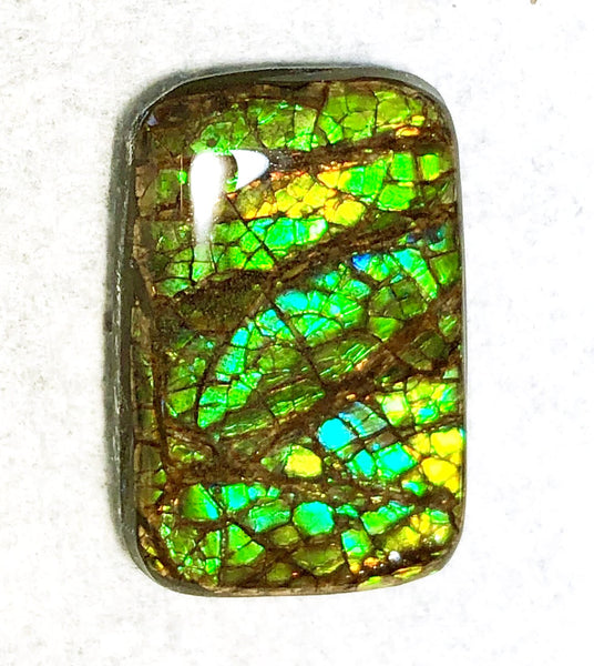 29x 20  mm Coated Free Form Dragonskin - FFC91   - アンモライト　ルース　