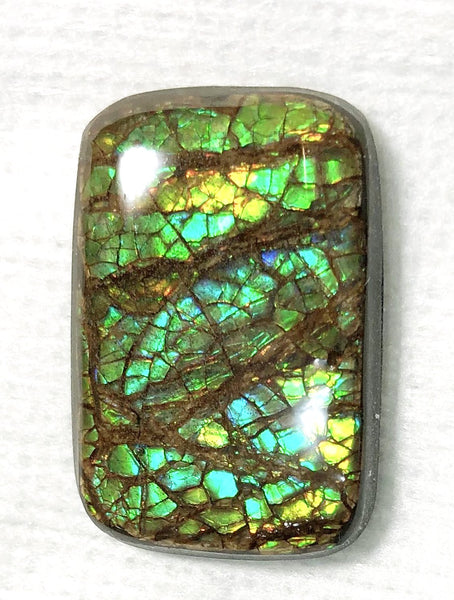 29x 20  mm Coated Free Form Dragonskin - FFC91   - アンモライト　ルース　