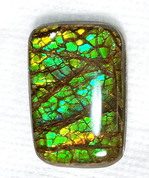 29x 20  mm Coated Free Form Dragonskin - FFC91   - アンモライト　ルース　