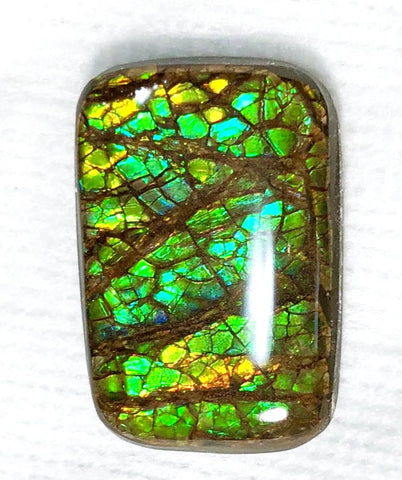 29x 20  mm Coated Free Form Dragonskin - FFC91   - アンモライト　ルース　