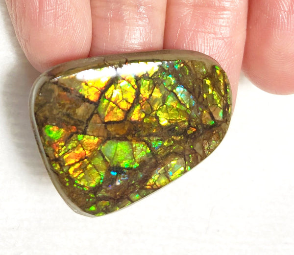 27x 2Ⅰ  mm Coated Free Form Dragonskin - FFC92   - アンモライト　ルース　