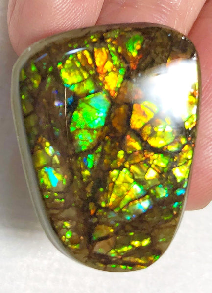 27x 2Ⅰ  mm Coated Free Form Dragonskin - FFC92   - アンモライト　ルース　