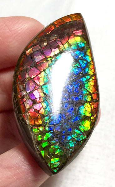 46 x 23 mm  Natural  Free Form . FFNT 121 Ammolite  ナチュラル　ルース　アンモライト フリーフォーム