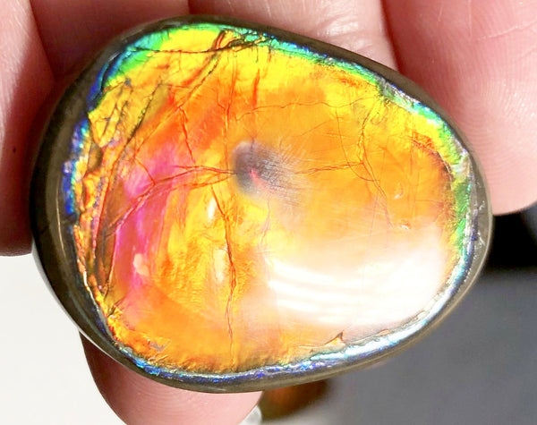 33 x 24x 5 mm  Natural  Free Form . FFNT 122 Super bright with a nipplite! Ammolite  ナチュラル　ルース　アンモライト フリーフォーム