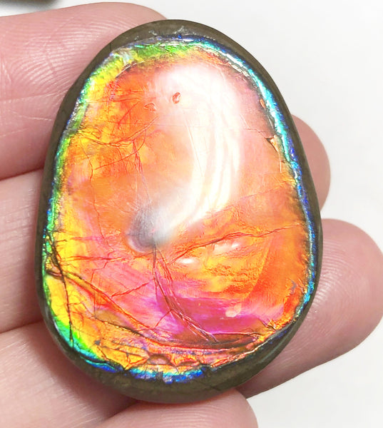 33 x 24x 5 mm  Natural  Free Form . FFNT 122 Super bright with a nipplite! Ammolite  ナチュラル　ルース　アンモライト フリーフォーム