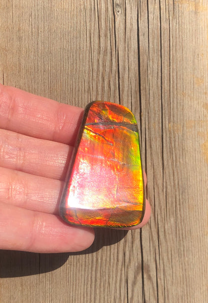 42 x 28  mm  - IMP-71 RARE  Natural Ammolite Double-Sided Rainbow Beauty! 両面！ナチュラル レアルース アンモライト