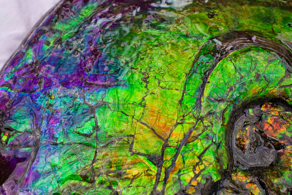 Huge Ammonite Fossil - Costatum Double sided 55 cm x 45 cm　アンモナイト化石　コスタータム　両面　アンモライト完全体