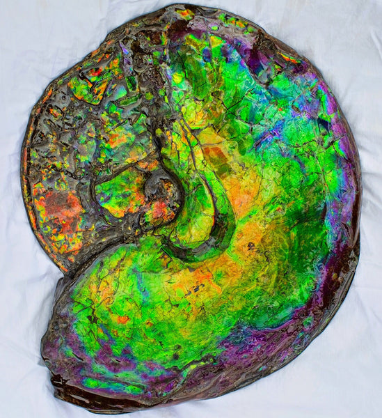 Huge Ammonite Fossil - Costatum Double sided 55 cm x 45 cm　アンモナイト化石　コスタータム　両面　アンモライト完全体