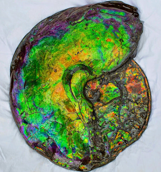 Huge Ammonite Fossil - Costatum Double sided 55 cm x 45 cm　アンモナイト化石　コスタータム　両面　アンモライト完全体