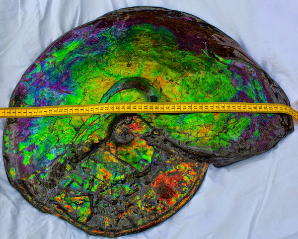 Huge Ammonite Fossil - Costatum Double sided 55 cm x 45 cm　アンモナイト化石　コスタータム　両面　アンモライト完全体