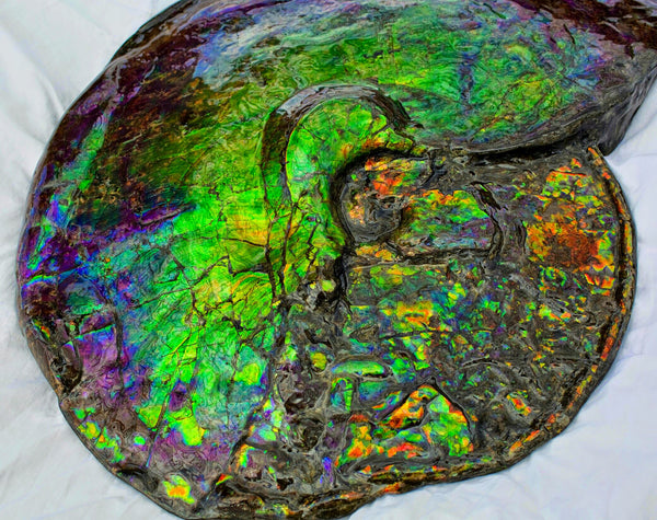 Huge Ammonite Fossil - Costatum Double sided 55 cm x 45 cm　アンモナイト化石　コスタータム　両面　アンモライト完全体