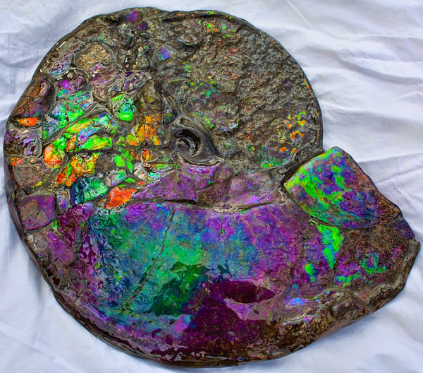Huge Ammonite Fossil - Costatum Double sided 55 cm x 45 cm　アンモナイト化石　コスタータム　両面　アンモライト完全体