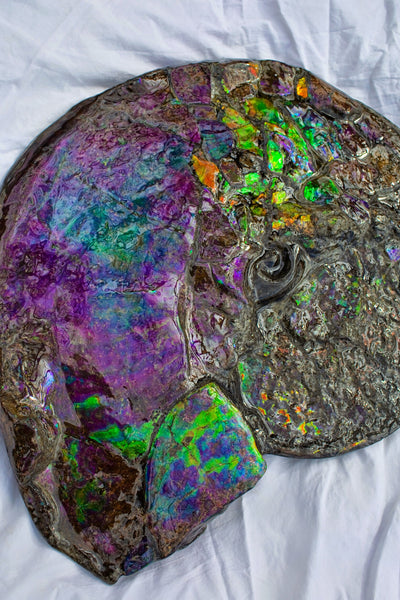 Huge Ammonite Fossil - Costatum Double sided 55 cm x 45 cm　アンモナイト化石　コスタータム　両面　アンモライト完全体