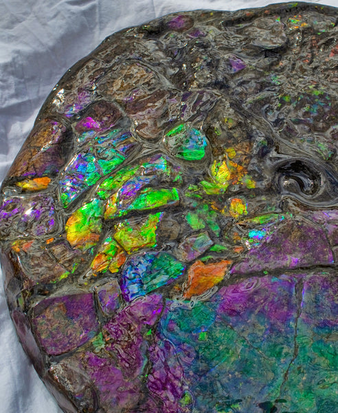 Huge Ammonite Fossil - Costatum Double sided 55 cm x 45 cm　アンモナイト化石　コスタータム　両面　アンモライト完全体