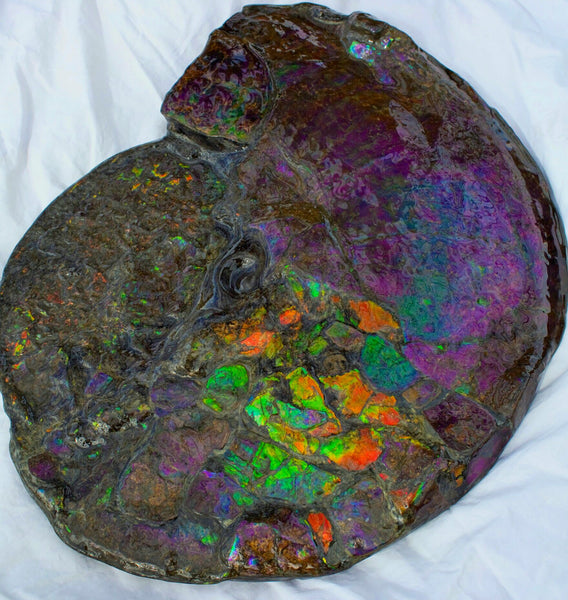 Huge Ammonite Fossil - Costatum Double sided 55 cm x 45 cm　アンモナイト化石　コスタータム　両面　アンモライト完全体