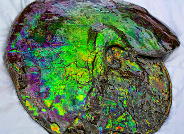 Huge Ammonite Fossil - Costatum Double sided 55 cm x 45 cm　アンモナイト化石　コスタータム　両面　アンモライト完全体