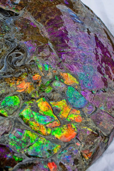 Huge Ammonite Fossil - Costatum Double sided 55 cm x 45 cm　アンモナイト化石　コスタータム　両面　アンモライト完全体