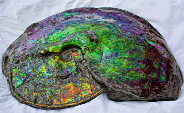 Huge Ammonite Fossil - Costatum Double sided 55 cm x 45 cm　アンモナイト化石　コスタータム　両面　アンモライト完全体