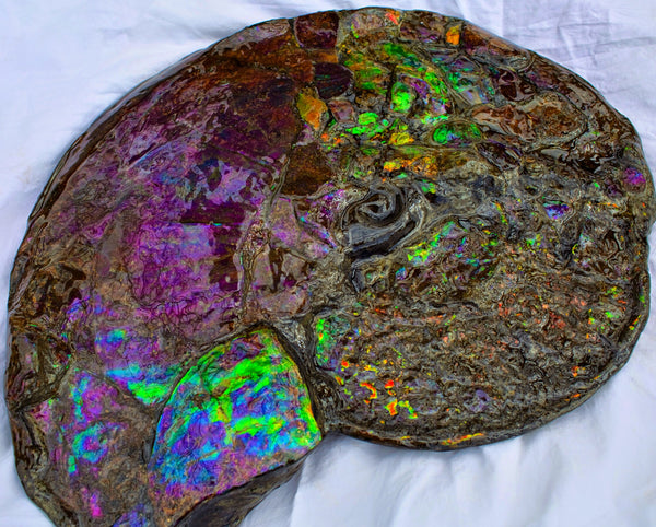 Huge Ammonite Fossil - Costatum Double sided 55 cm x 45 cm　アンモナイト化石　コスタータム　両面　アンモライト完全体