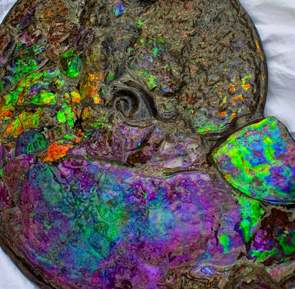 Huge Ammonite Fossil - Costatum Double sided 55 cm x 45 cm　アンモナイト化石　コスタータム　両面　アンモライト完全体