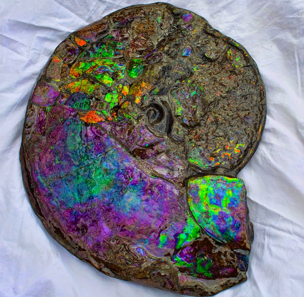Huge Ammonite Fossil - Costatum Double sided 55 cm x 45 cm　アンモナイト化石　コスタータム　両面　アンモライト完全体