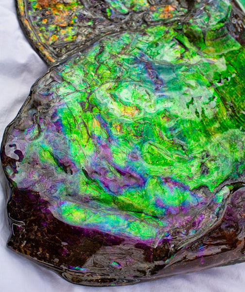 Huge Ammonite Fossil - Costatum Double sided 55 cm x 45 cm　アンモナイト化石　コスタータム　両面　アンモライト完全体