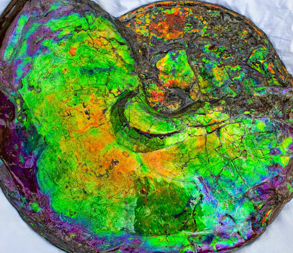 Huge Ammonite Fossil - Costatum Double sided 55 cm x 45 cm　アンモナイト化石　コスタータム　両面　アンモライト完全体