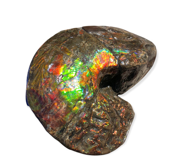 AF-76 Near complete Ammonite Fossil - Placenticeras Meeki　Ammolite **FREE SHIPPING***　