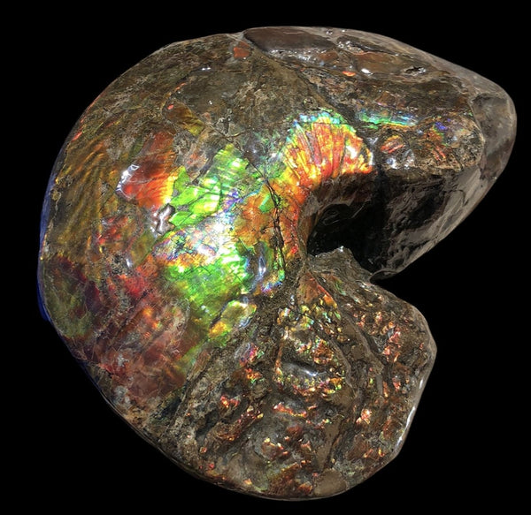 AF-76 Near complete Ammonite Fossil - Placenticeras Meeki　Ammolite **FREE SHIPPING***　