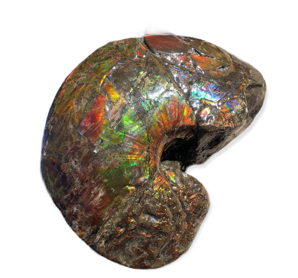 AF-76 Near complete Ammonite Fossil - Placenticeras Meeki　Ammolite **FREE SHIPPING***　