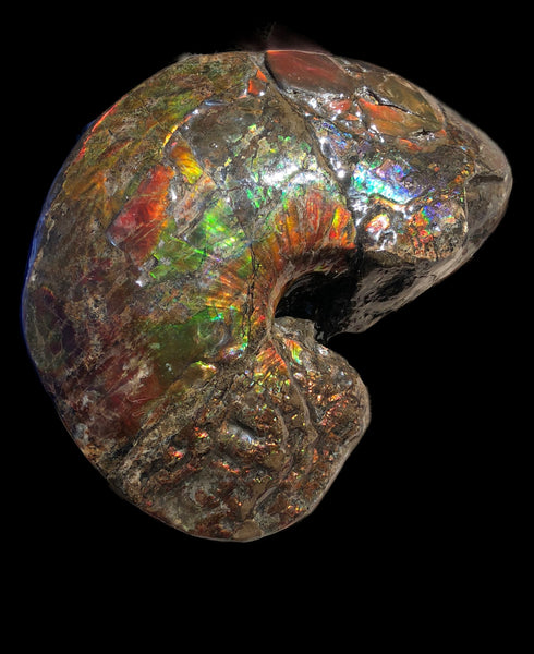 AF-76 Near complete Ammonite Fossil - Placenticeras Meeki　Ammolite **FREE SHIPPING***　