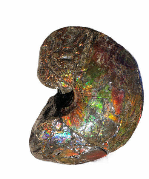 AF-76 Near complete Ammonite Fossil - Placenticeras Meeki　Ammolite **FREE SHIPPING***　