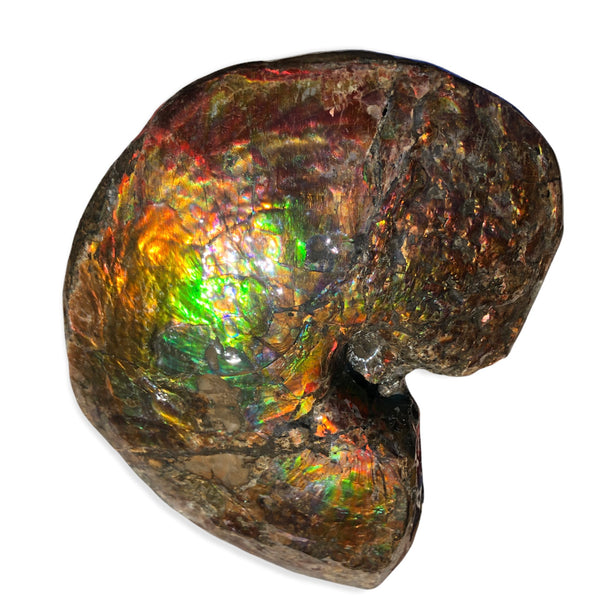 AF-76 Near complete Ammonite Fossil - Placenticeras Meeki　Ammolite **FREE SHIPPING***　