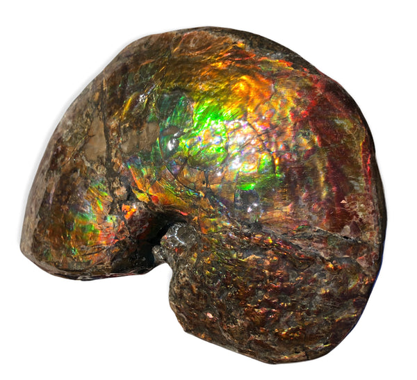 AF-76 Near complete Ammonite Fossil - Placenticeras Meeki　Ammolite **FREE SHIPPING***　